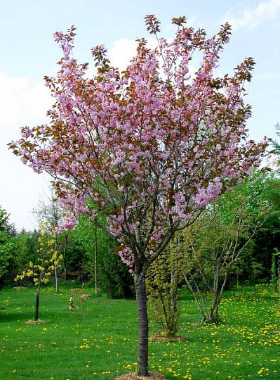 Japansk Kirsebærtræ - Kanzan